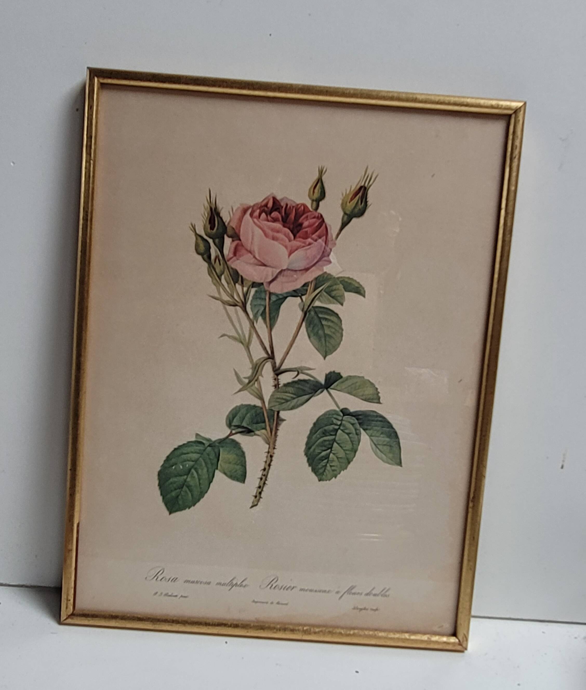 Lithograph Rose Sparkling flowers double flowers