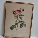 Lithograph Rose Sparkling flowers double flowers