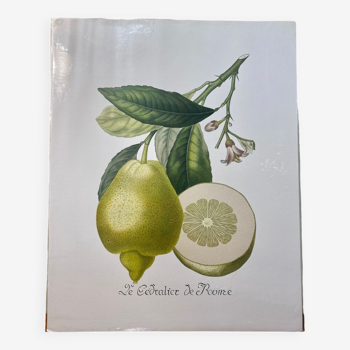 Risso Citrus Lithograph