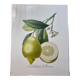 Risso Citrus Lithograph