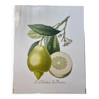 Risso Citrus Lithograph