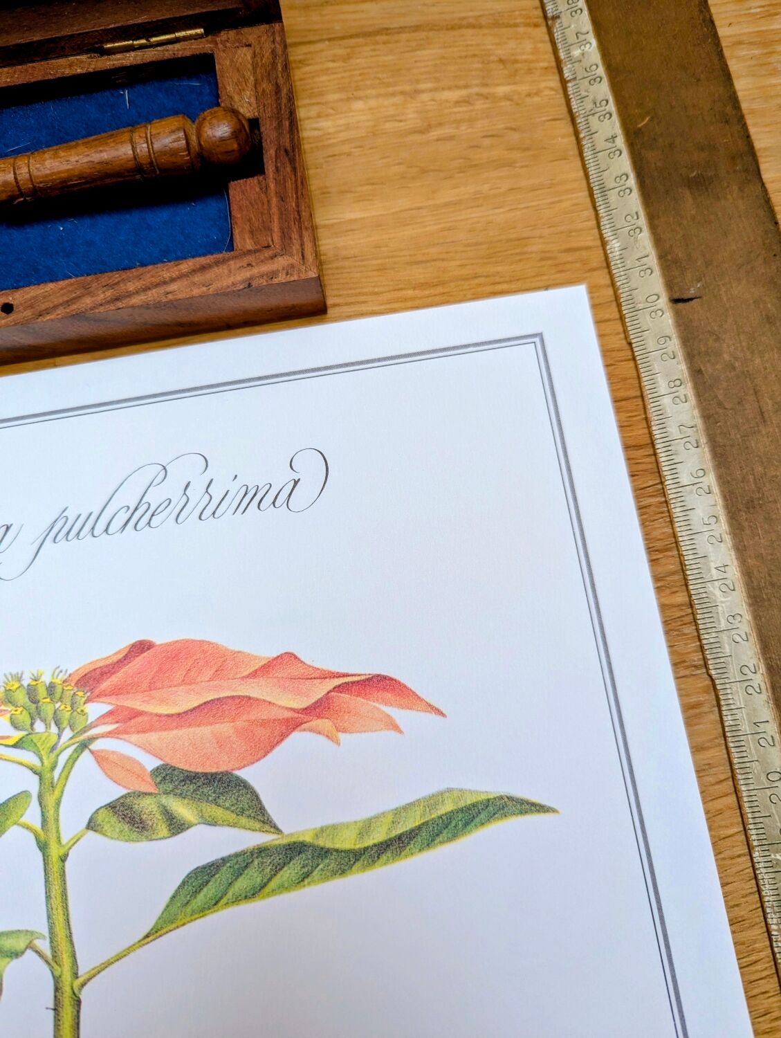 Printed in 1986, the Christmas star. Vintage botanical print.