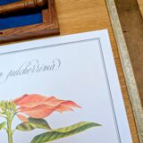 Printed in 1986, the Christmas star. Vintage botanical print.