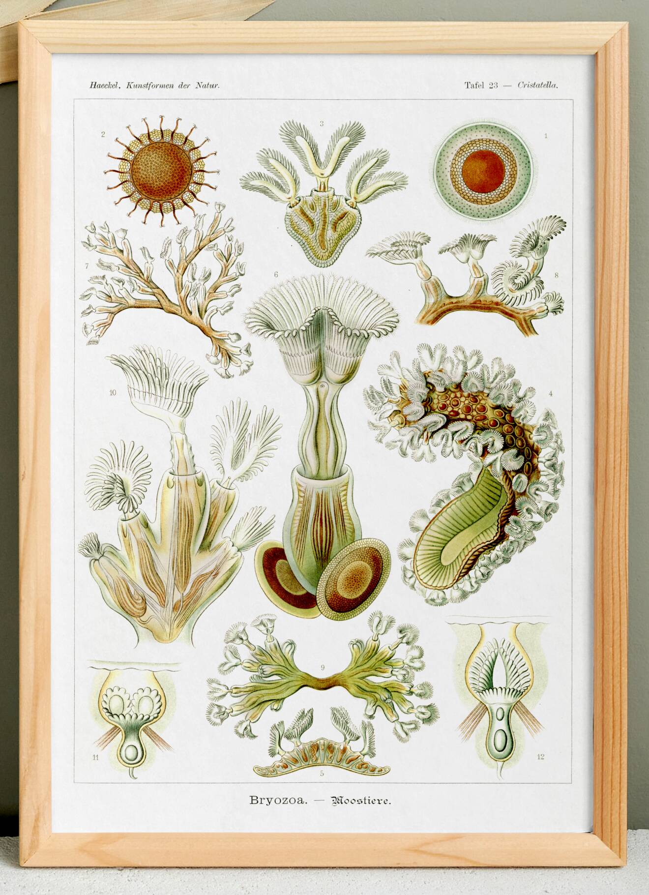 Poster about Bryozoans, based on an old lithograph from 1904.