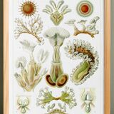 Poster about Bryozoans, based on an old lithograph from 1904.