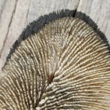 Vintage coral fungia