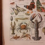 Lithograph on arthropods from 1922