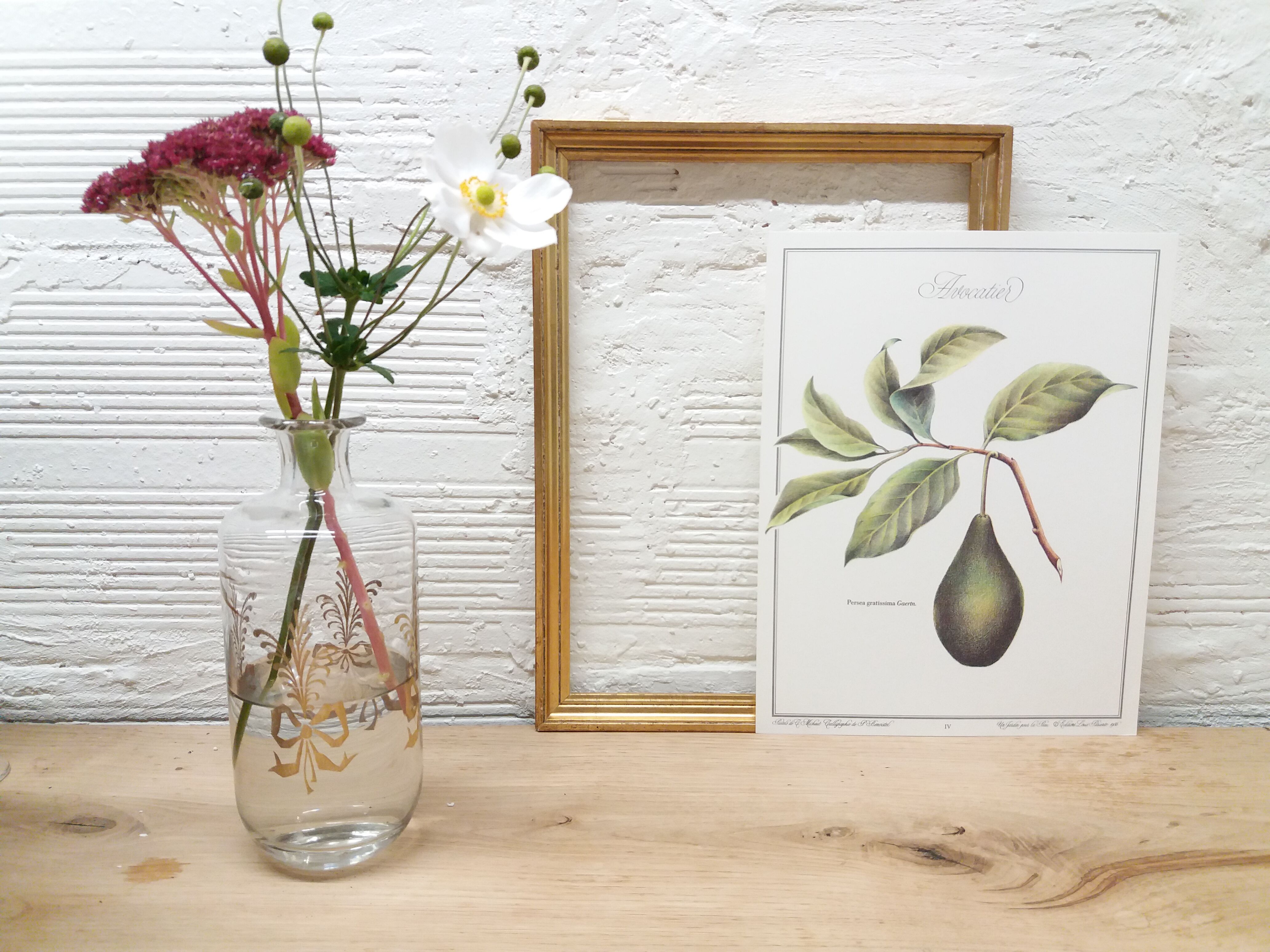 Botanical poster Avocado