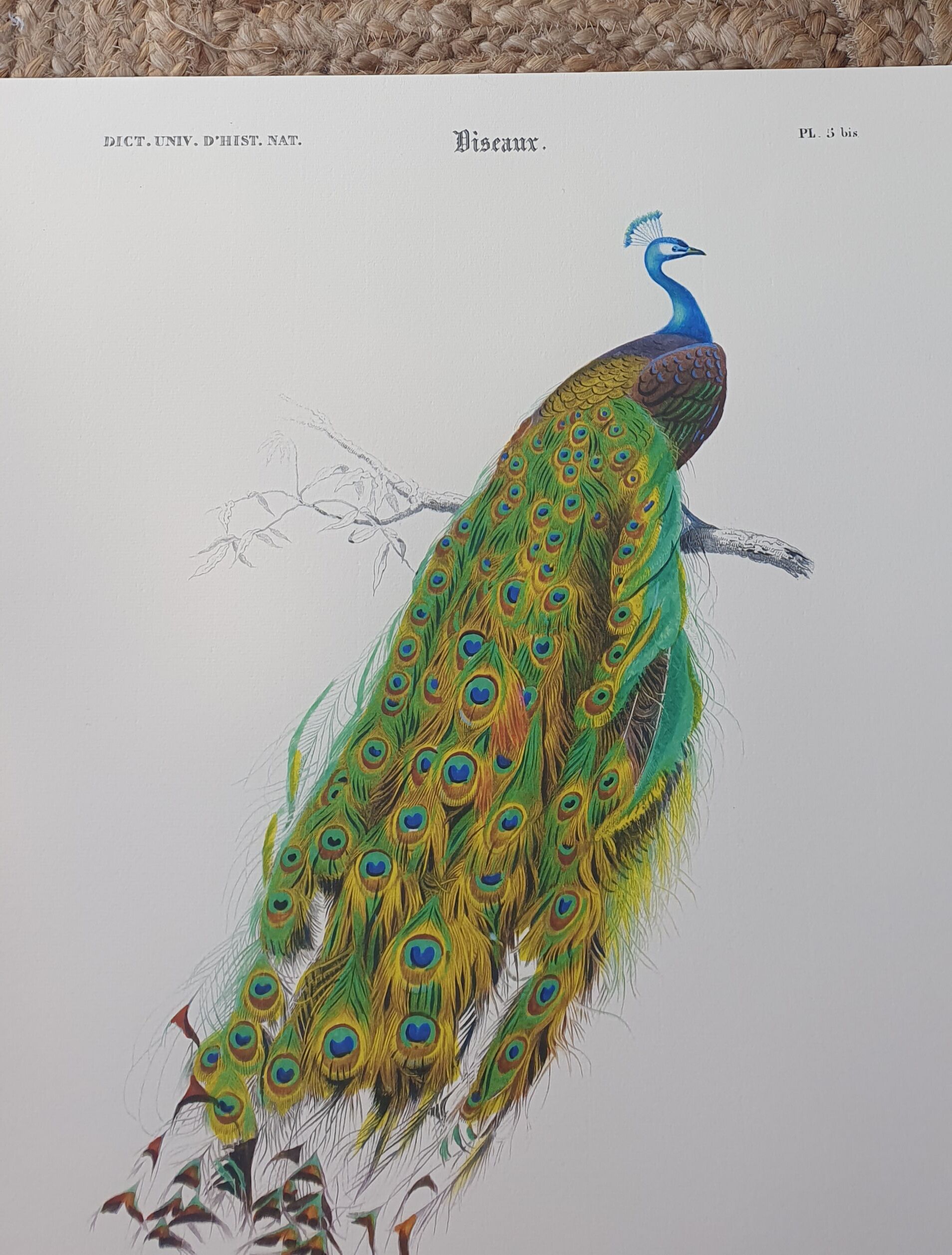 Vintage illustration