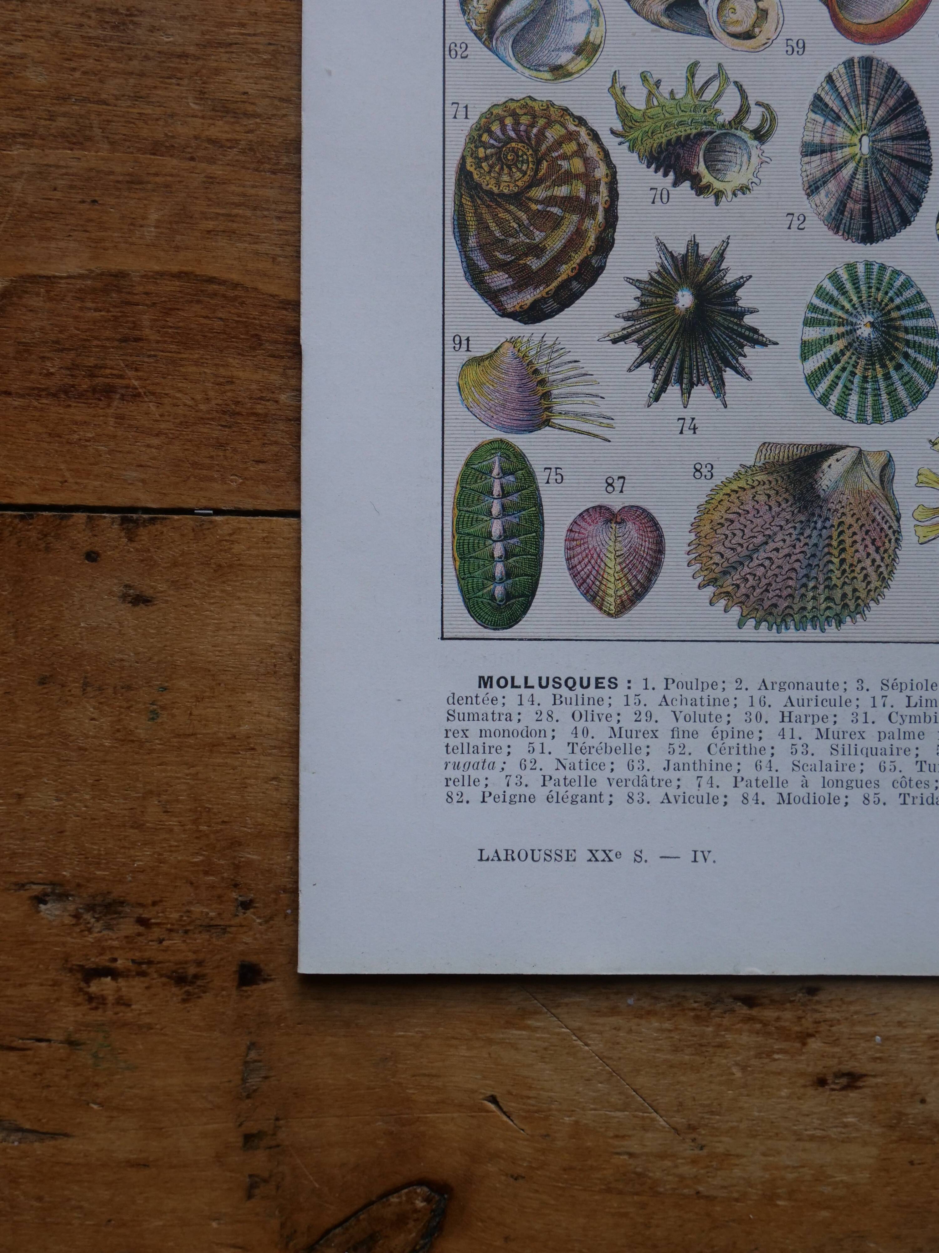 Original lithograph on mollusks