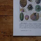 Lithographie originale sur les mollusques