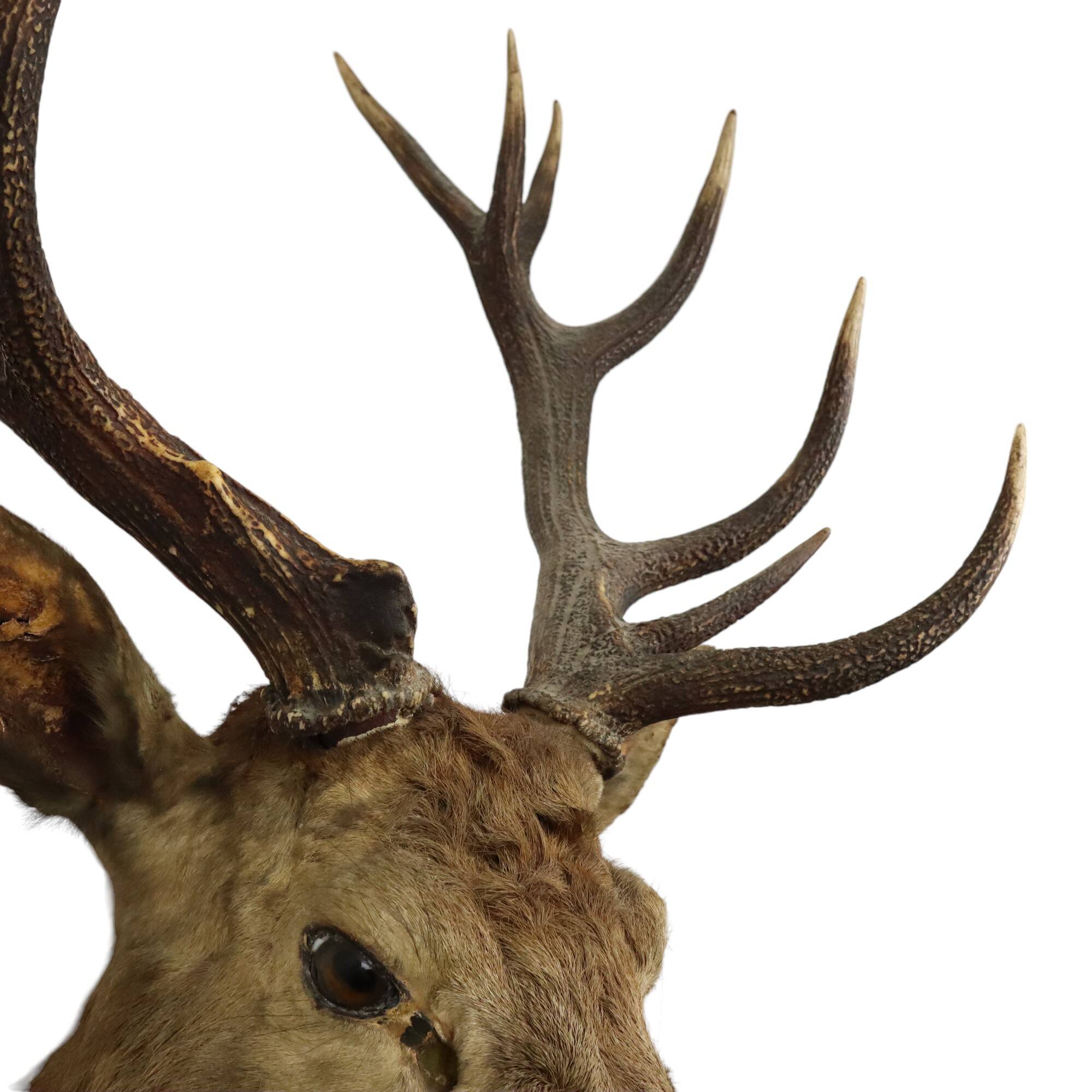Old Deer Head Mounted Red Deer with Antlers 14-Ender Taxidermy Trophy