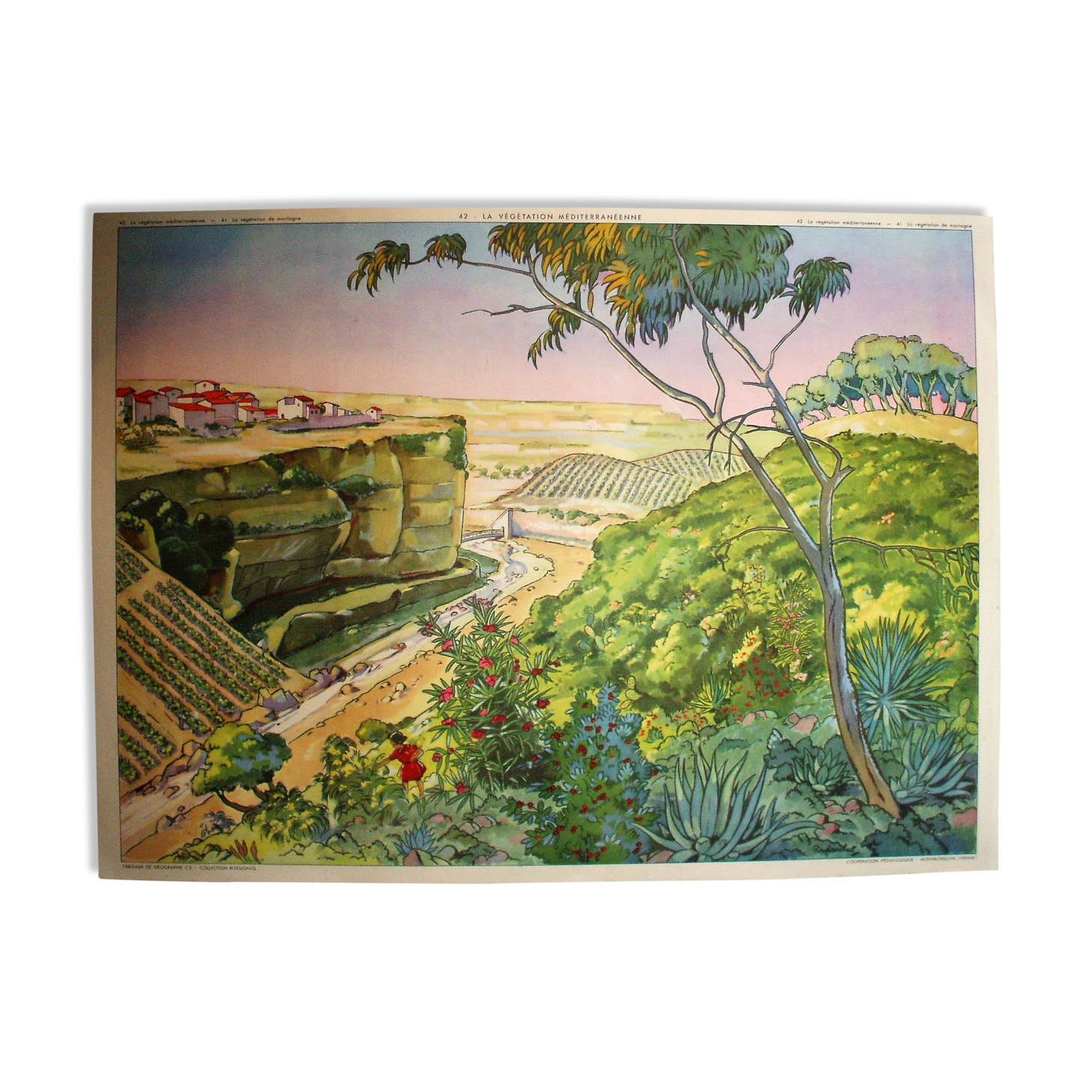 Poster school vegetation Mediterranean vegetation of mountain