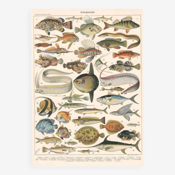 Lithograph plate fish 1900