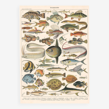 Planche lithographie les poissons 1900