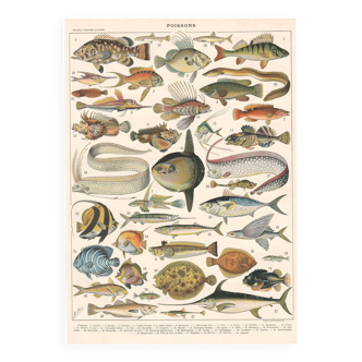 Planche lithographie les poissons 1900