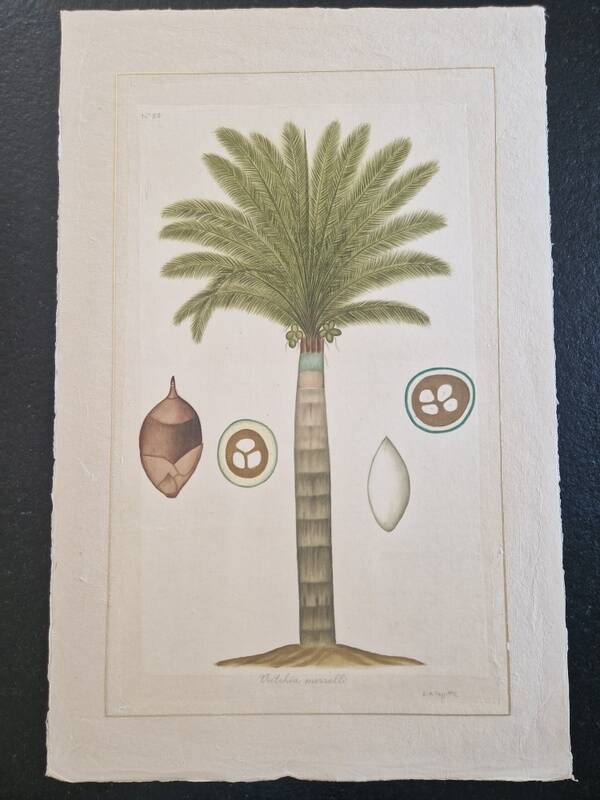 La Roche Laffitte (Born in 1943) - Watercolour drawing on silk - Palm tree
