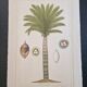 La Roche Laffitte (Born in 1943) - Watercolour drawing on silk - Palm tree