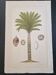 La Roche Laffitte (Born in 1943) - Watercolour drawing on silk - Palm tree