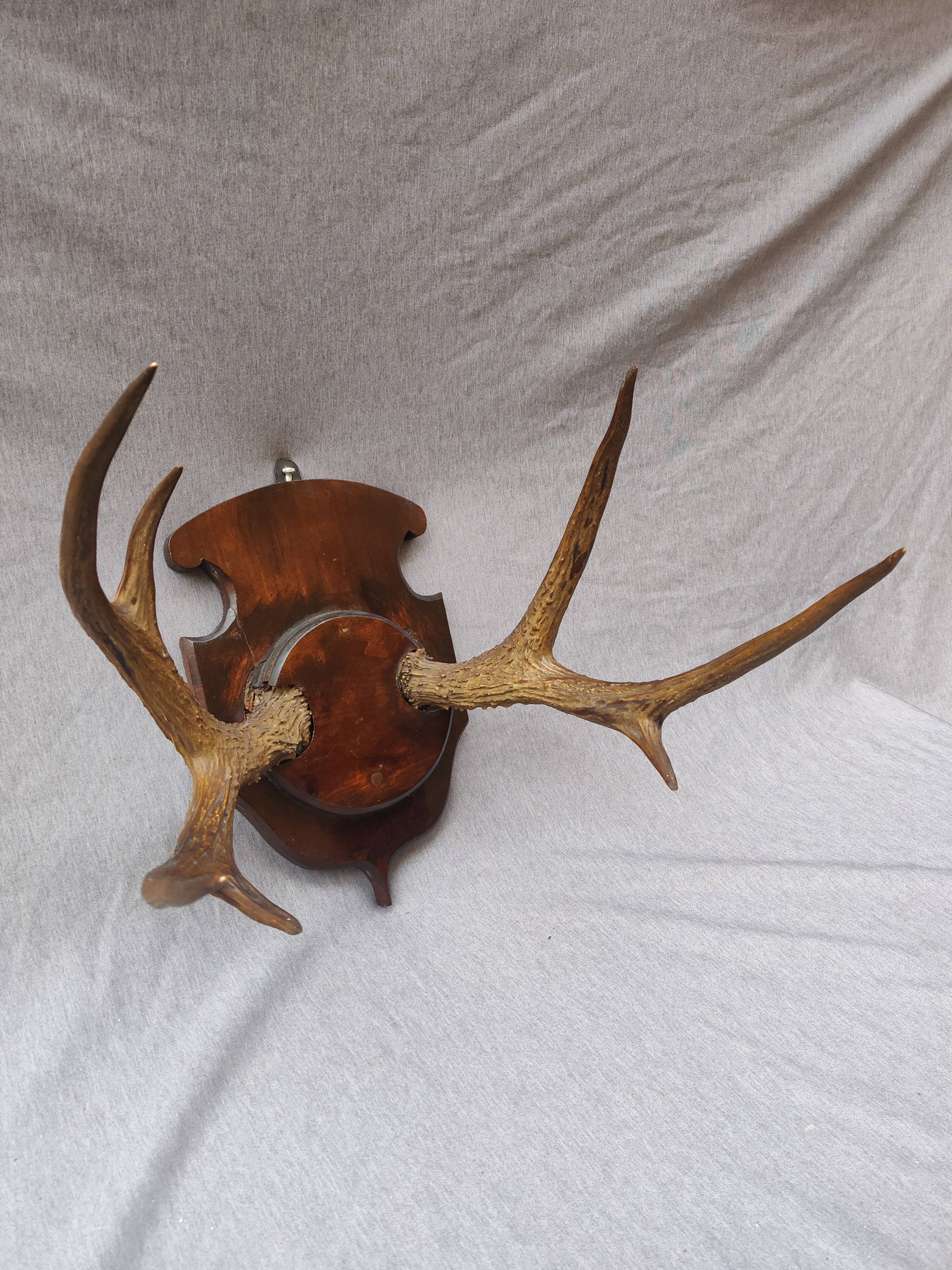 Hunting trophy chevreuil horns