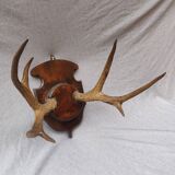 Hunting trophy chevreuil horns