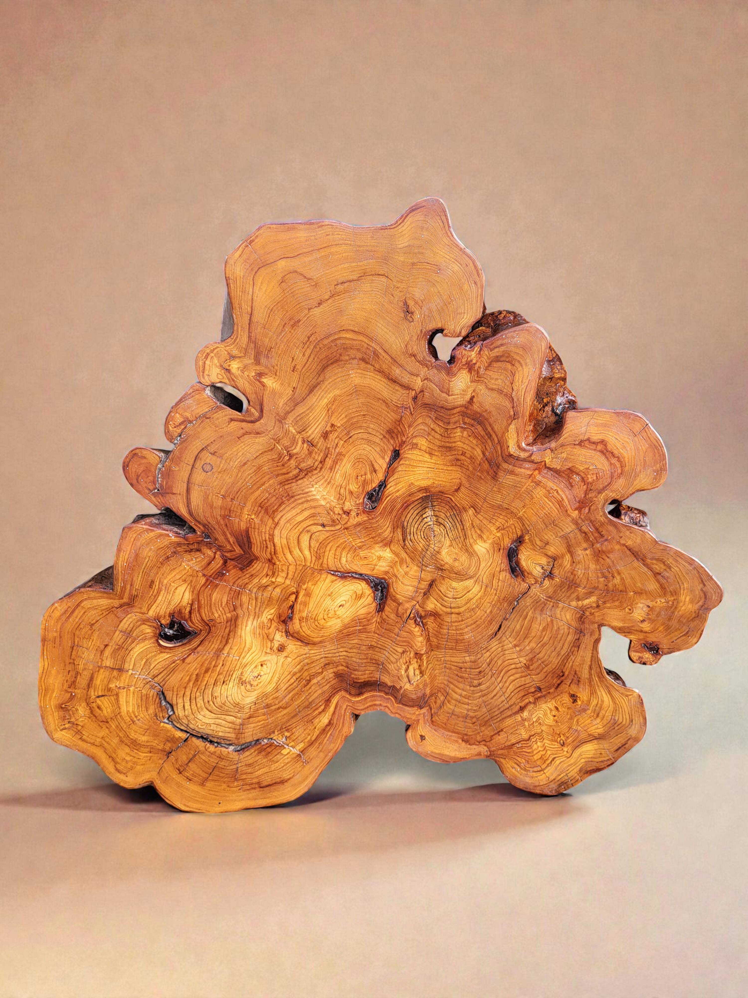 Olive root coffee table in brutalist style.