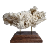 Ancien corail blanc entier sur support en bois massif, 34 cm