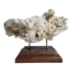 Ancien corail blanc entier sur support en bois massif, 34 cm