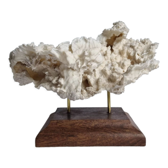 Old whole white coral on solid wood support, 34 cm