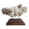 Ancien corail blanc entier sur support en bois massif, 34 cm