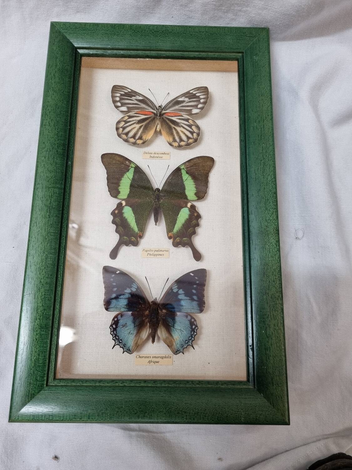 Naturalized butterflies