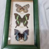 Naturalized butterflies