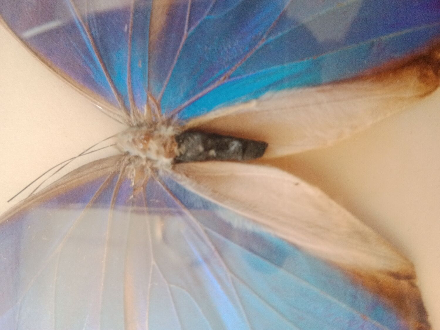 Morpho Amathonte