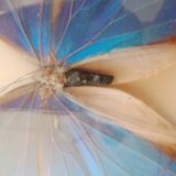 Morpho Amathonte