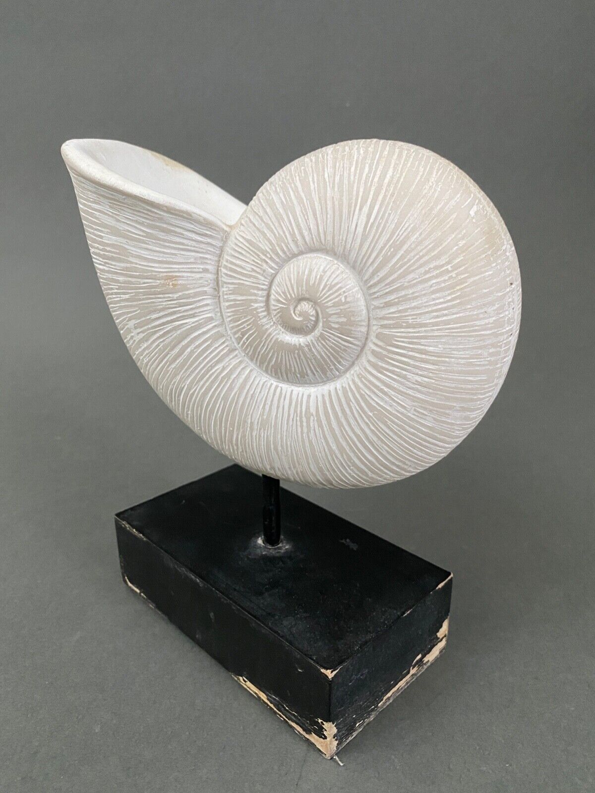 Plaster shell on blackened wooden base cabinet of curiosities XXth
