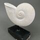 Plaster shell on blackened wooden base cabinet of curiosities XXth