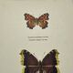 Gravure ancienne papillon eau forte 1900 Art Déco