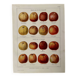 Lithograph on cider apples - 1920