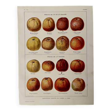 Lithographie sur les pommes à cidre - 1920