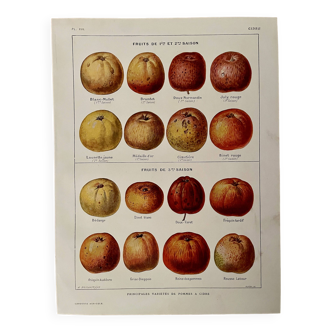 Lithograph on cider apples - 1920