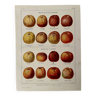 Lithographie sur les pommes à cidre - 1920