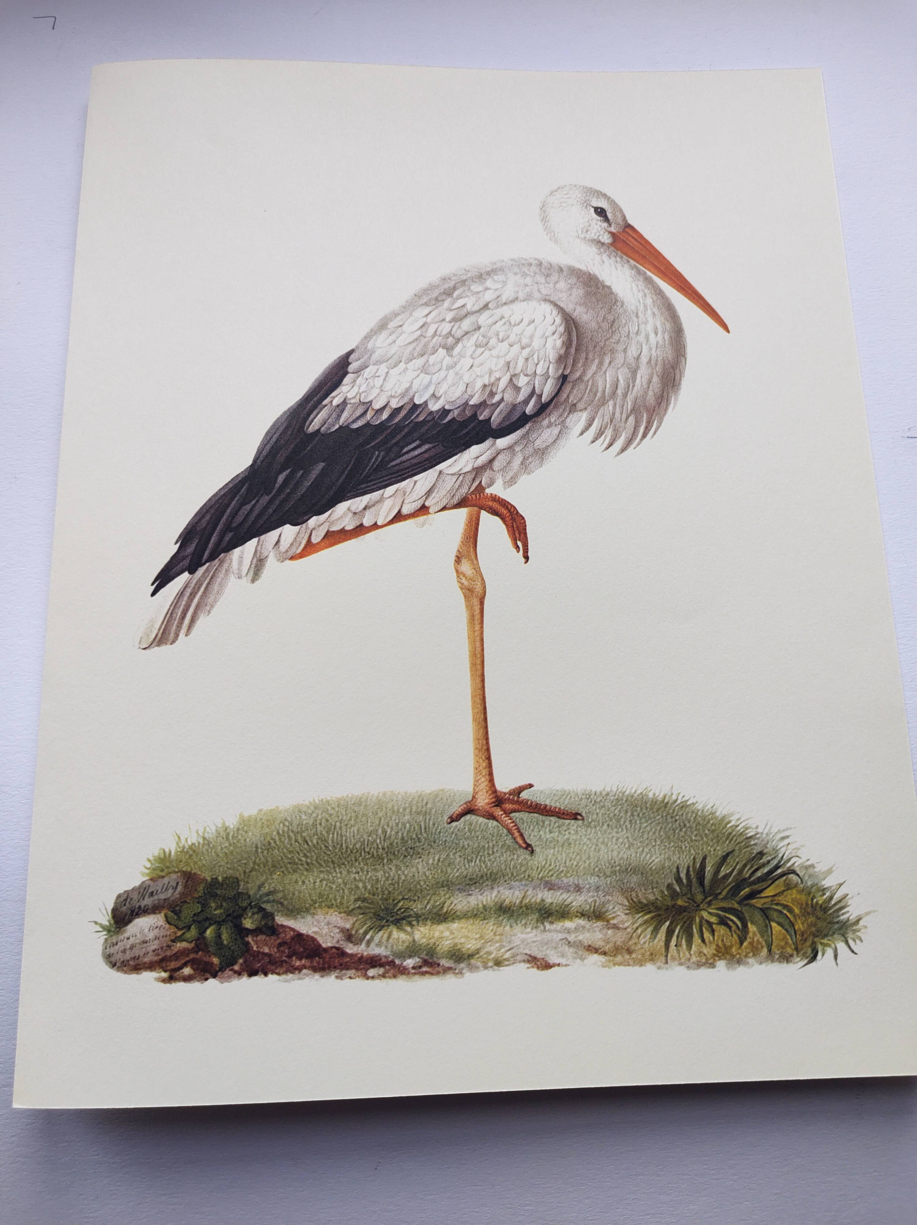 Old plate - White stork - Vintage zoological and ornithological illustration from 1970. Bird
