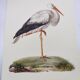 Old plate - White stork - Vintage zoological and ornithological illustration from 1970. Bird