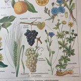 Lithograph on aperitif plants from 1920