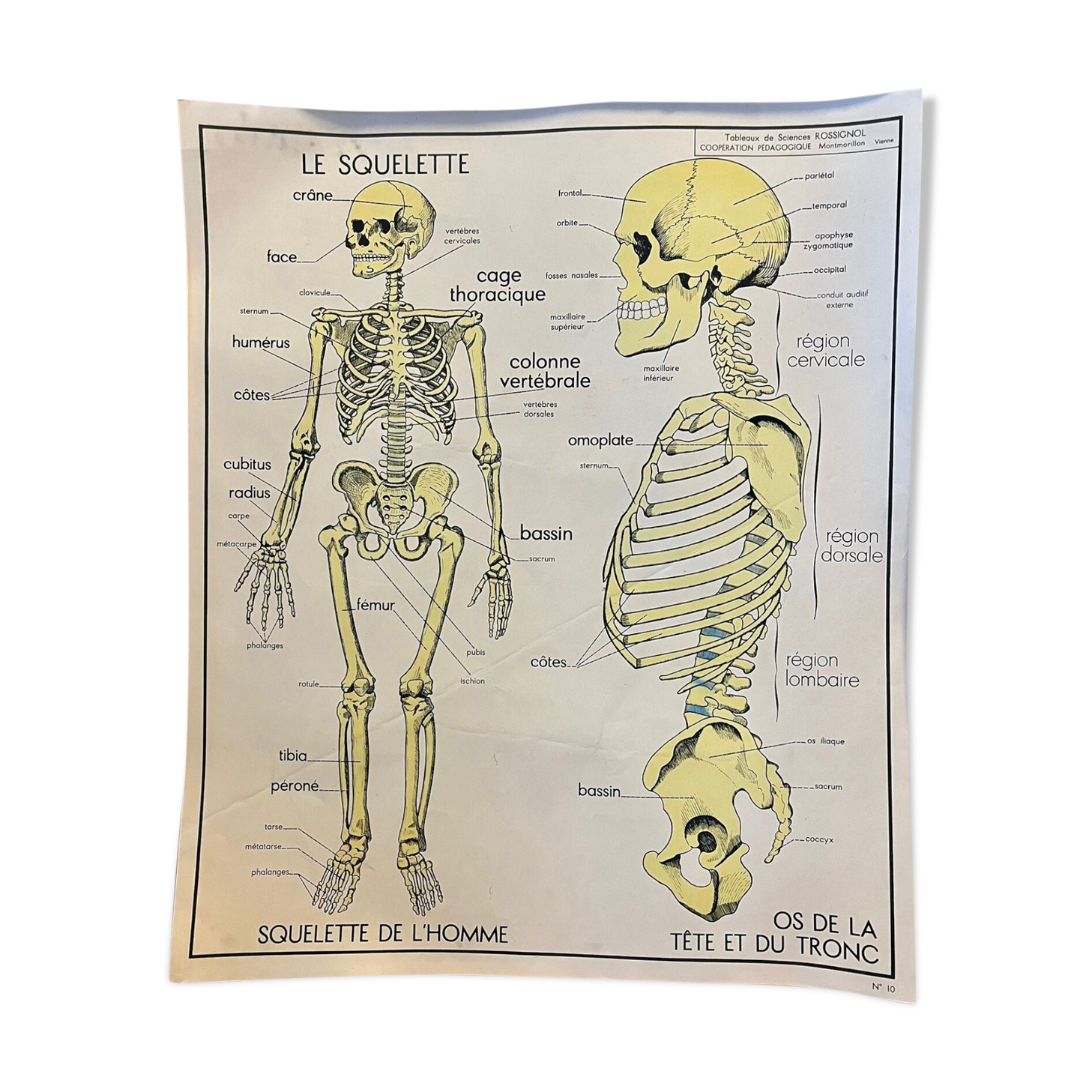 Human Body Poster - The Skeleton and Excretion - Rossignol