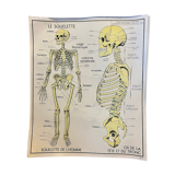 Human Body Poster - The Skeleton and Excretion - Rossignol