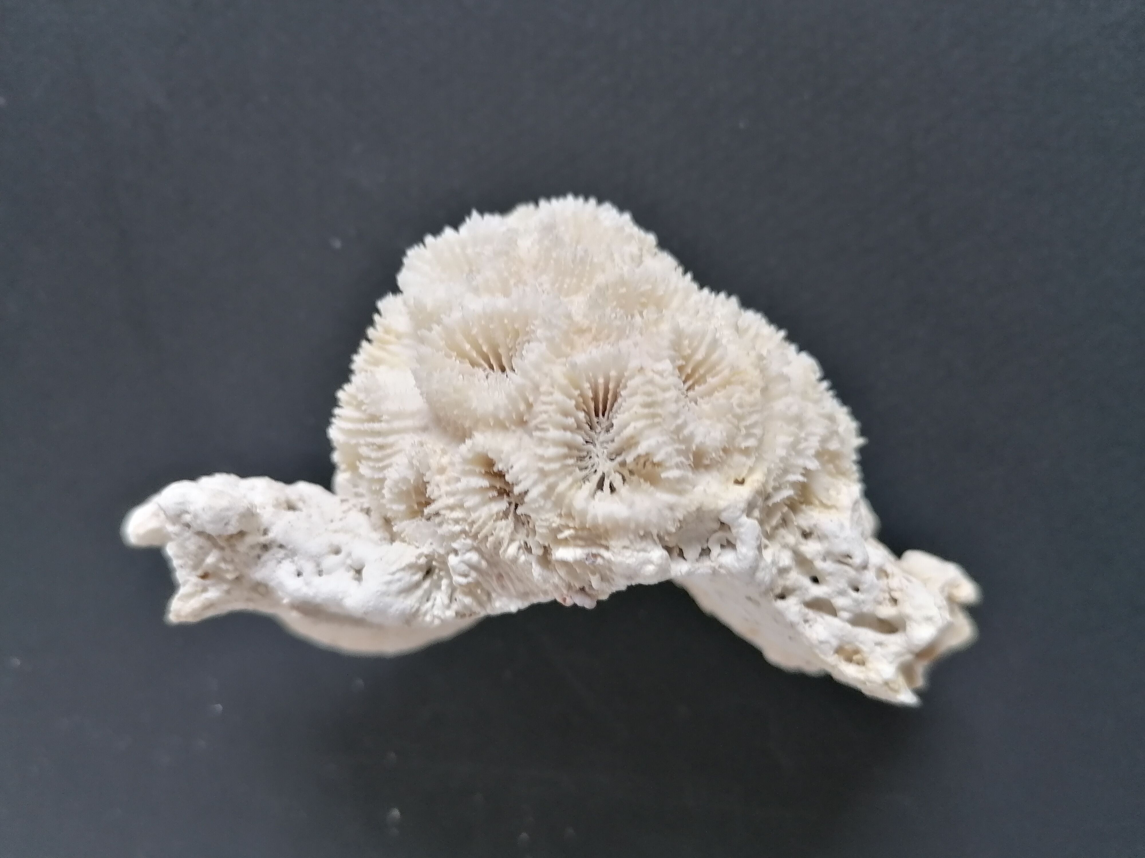 Authentic coral 10x6 cm