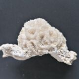 Authentic coral 10x6 cm