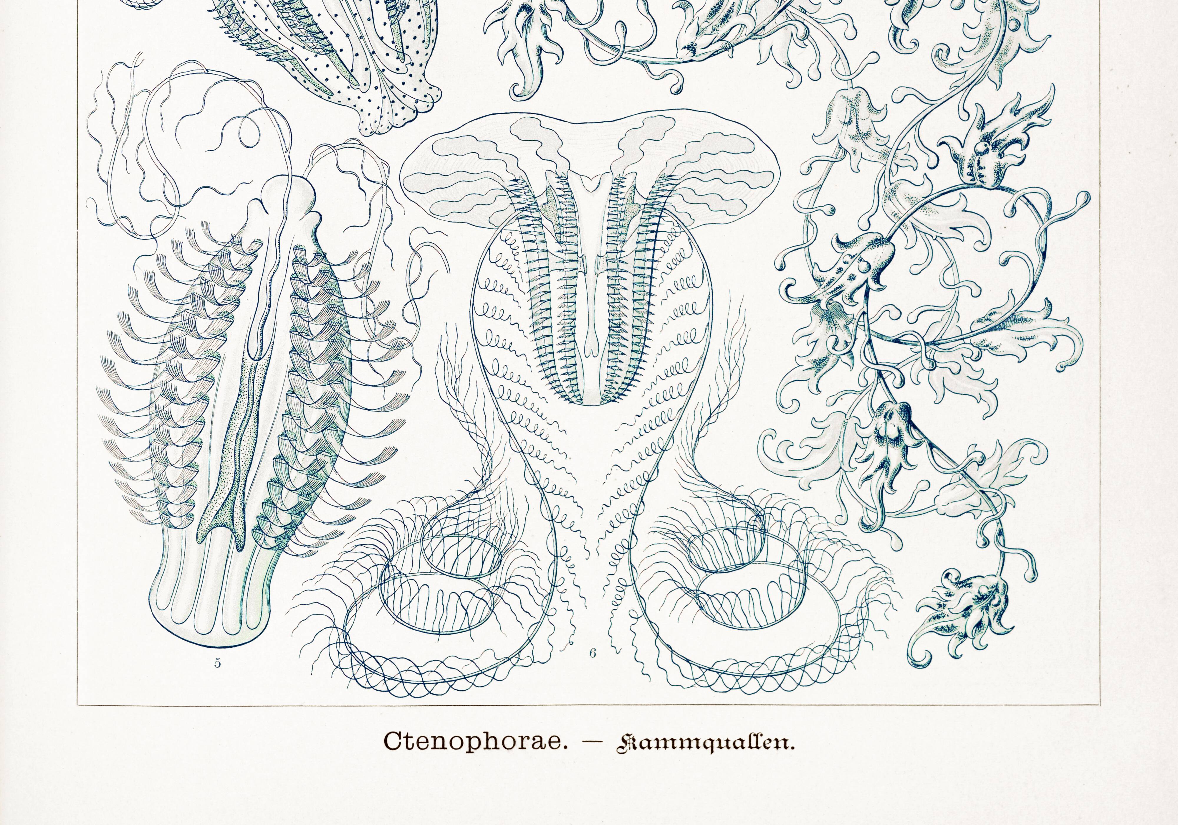 Poster on "the ctenophores", based on an old lithograph from 1904.