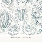 Poster on "the ctenophores", based on an old lithograph from 1904.